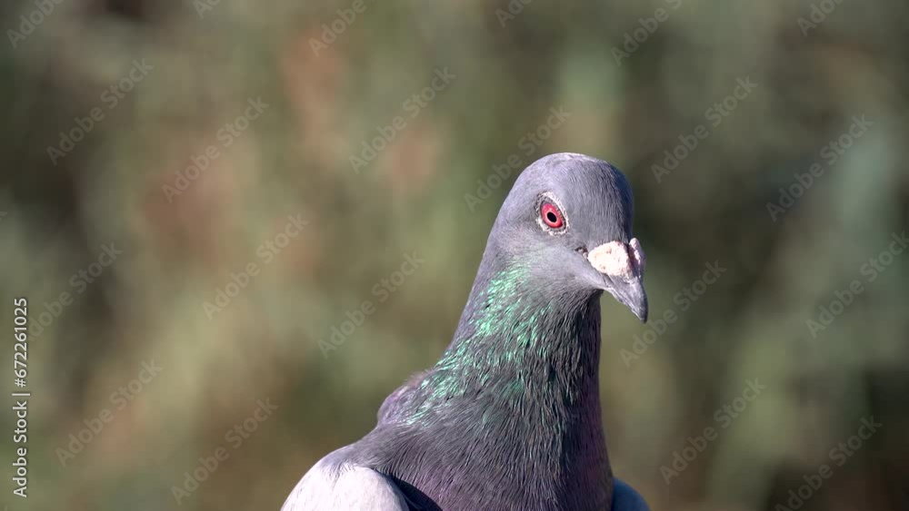Closeup to a pigeon head, outdoors.