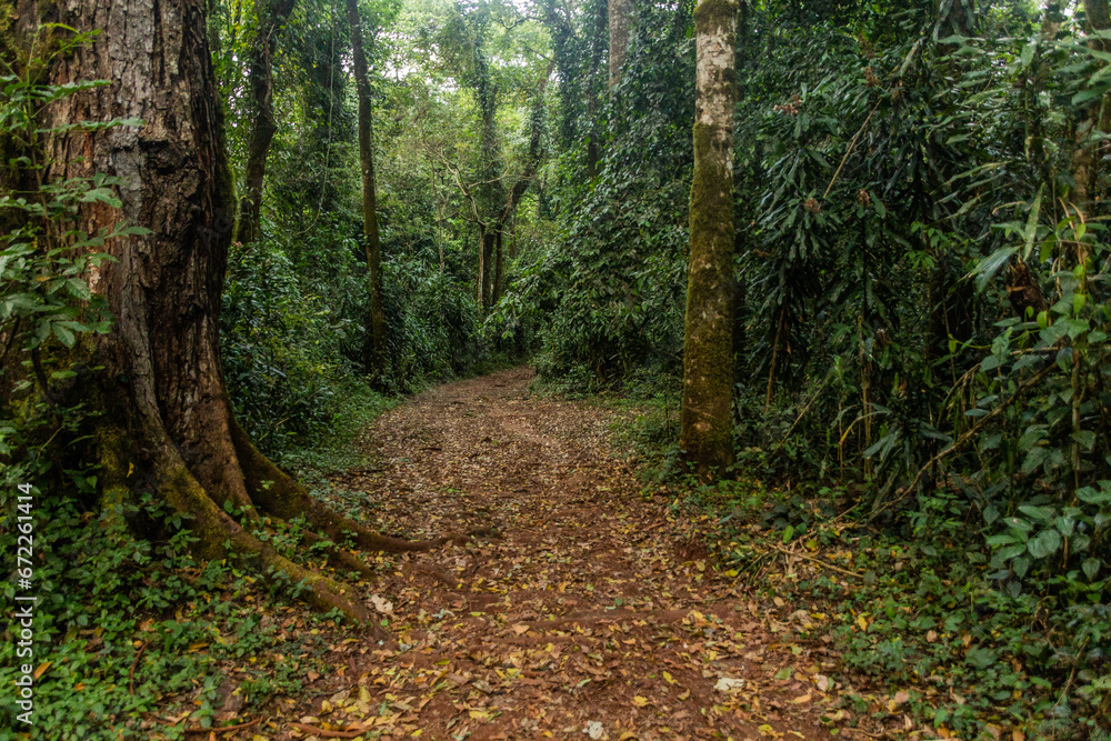 Hiking trail in Kakamega Forest Reserve, Kenya