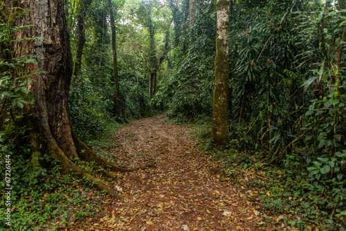 Hiking trail in Kakamega Forest Reserve, Kenya photo