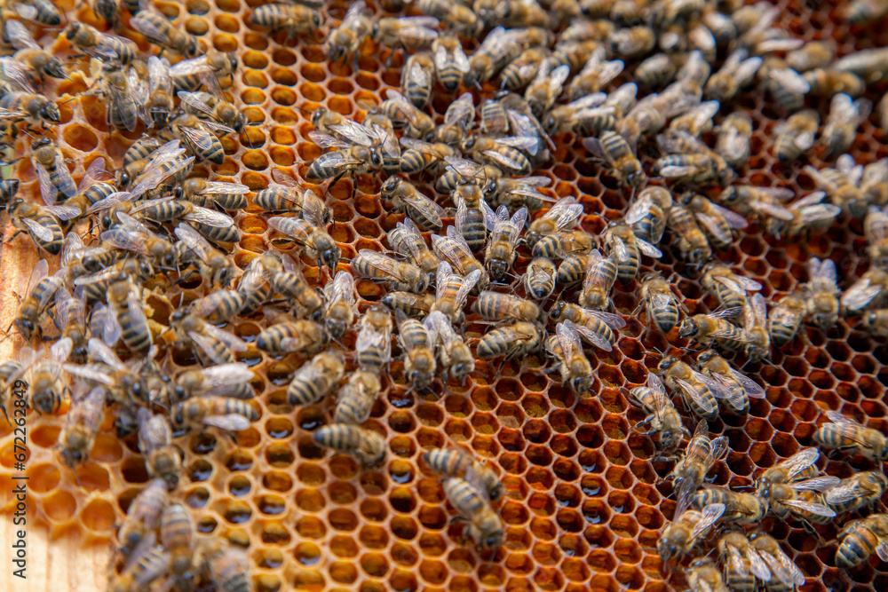 Working bee on the honeycomb with sweet honey.. Working bee on the honeycomb with sweet honey..