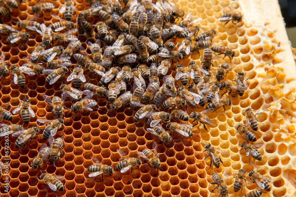Working bees in a hive on honeycomb. Close up view of the working bees on honeycomb. . Working bees in a hive on honeycomb. Close up view of the working bees on honeycomb. .