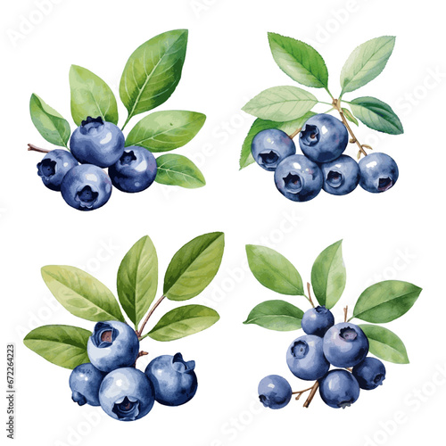 watercolor blueberry with leaves for food card decor on white background