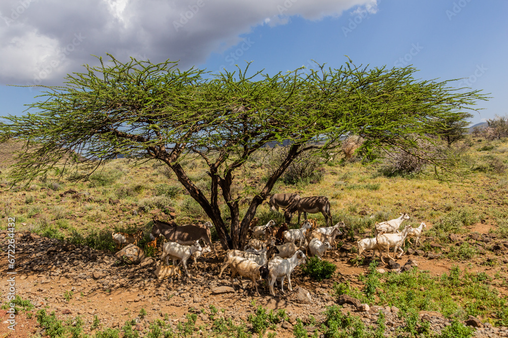 Herd of goats near Marsabit town, Kenya
