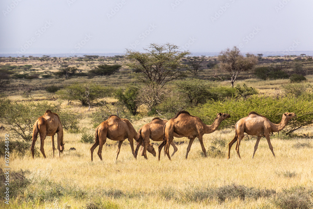Camels near Marsabit town, Kenya Camels near Marsabit town, Kenya