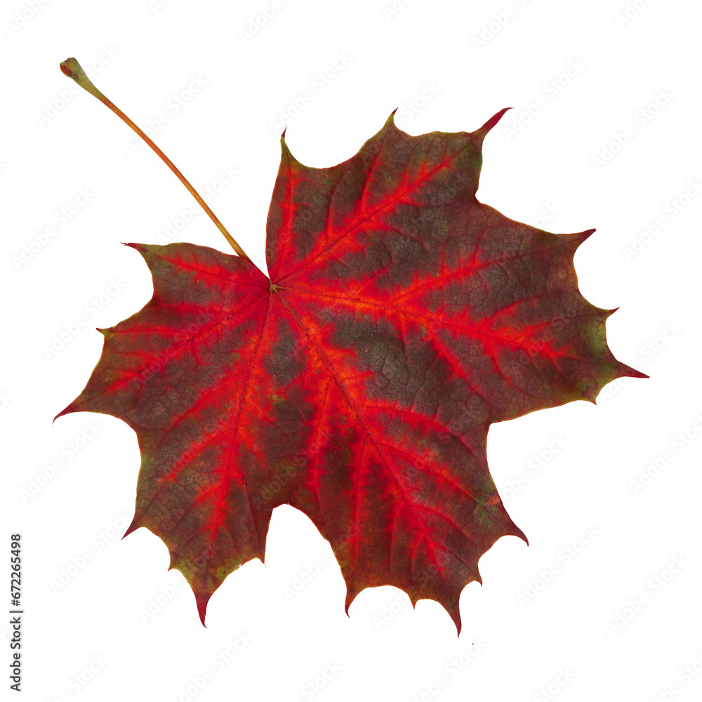 Fototapeta premium Red maple leaf isolated on white background.