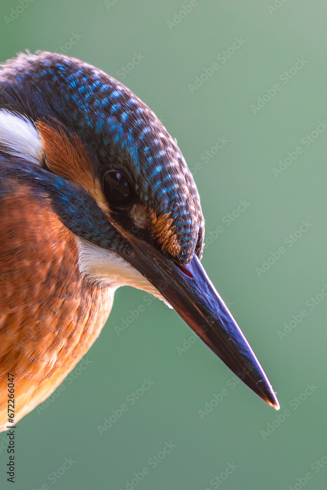 Zimorodek Kingfisher