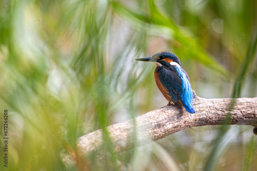 Zimorodek Kingfisher Zimorodek Kingfisher