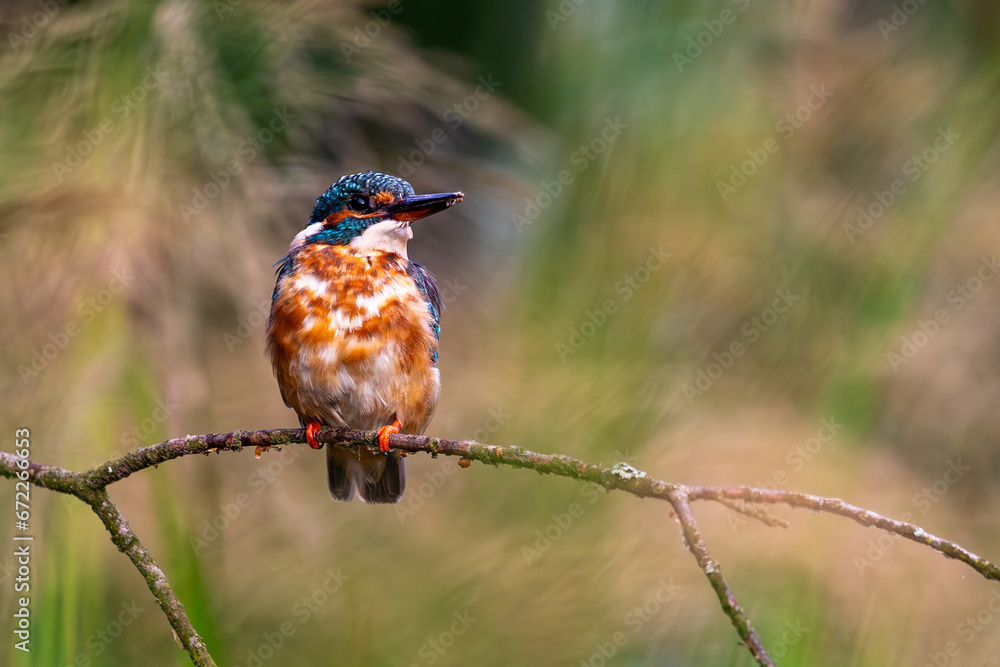 Zimorodek Kingfisher