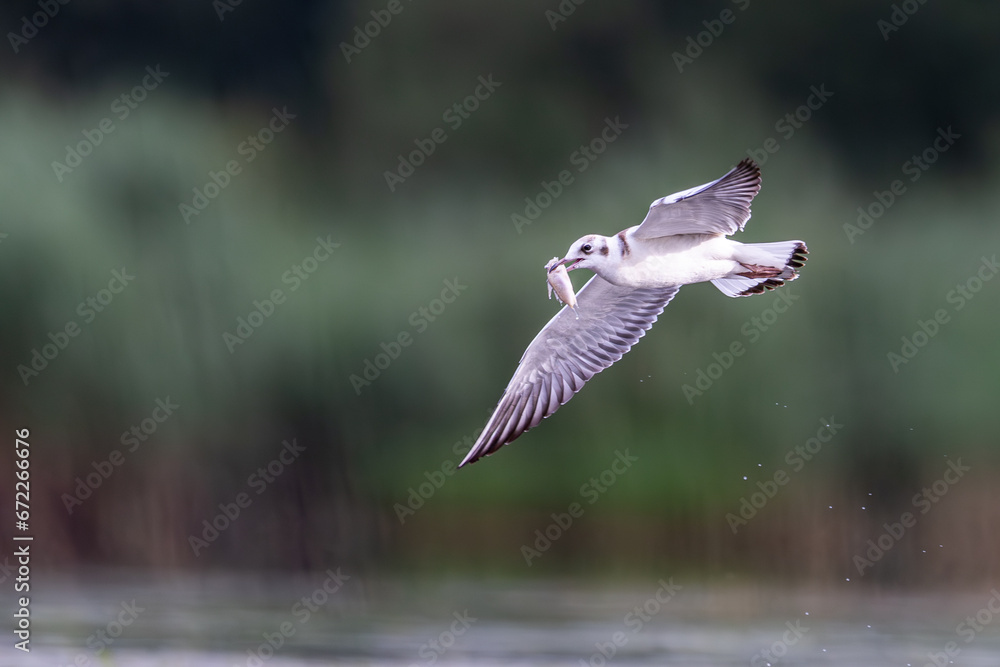 Mewa seagull