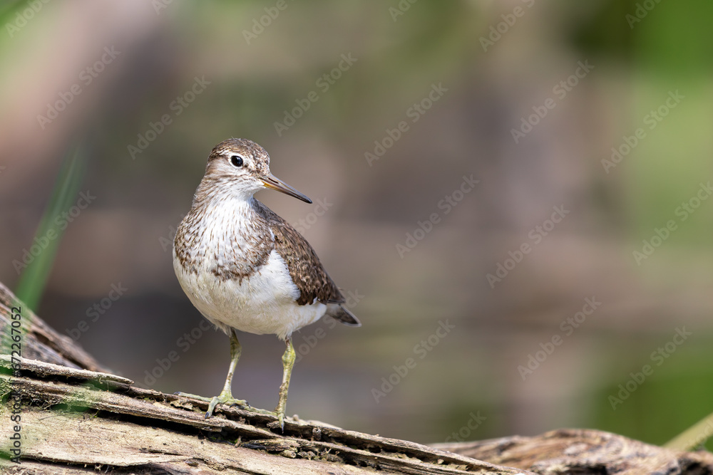 Fototapeta premium Brodziec pislkiwy