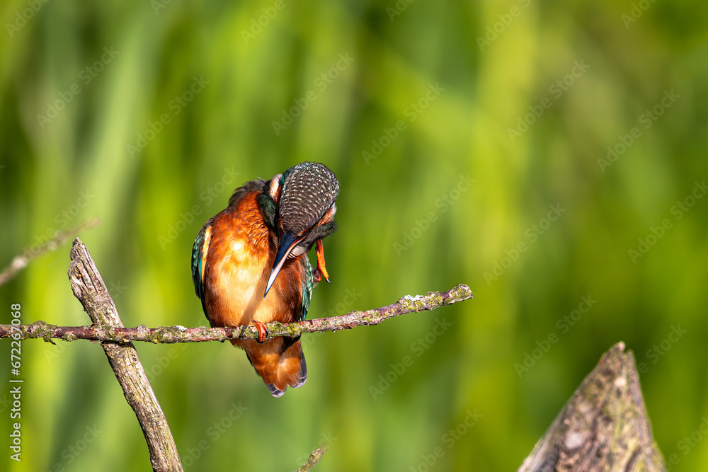 Zimorodek Kingfisher