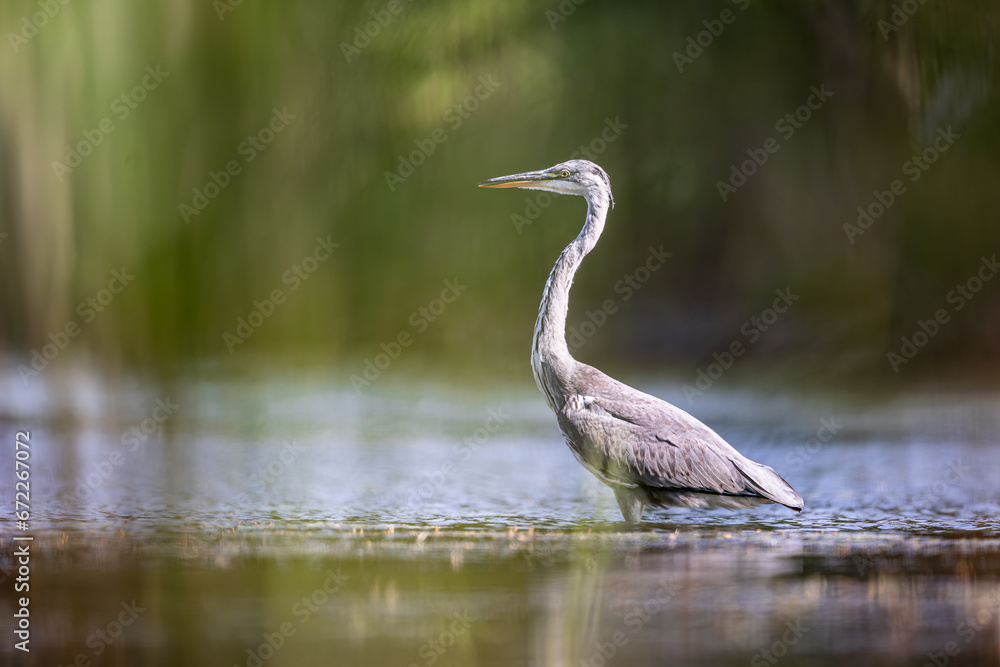 Czapla siwa heron