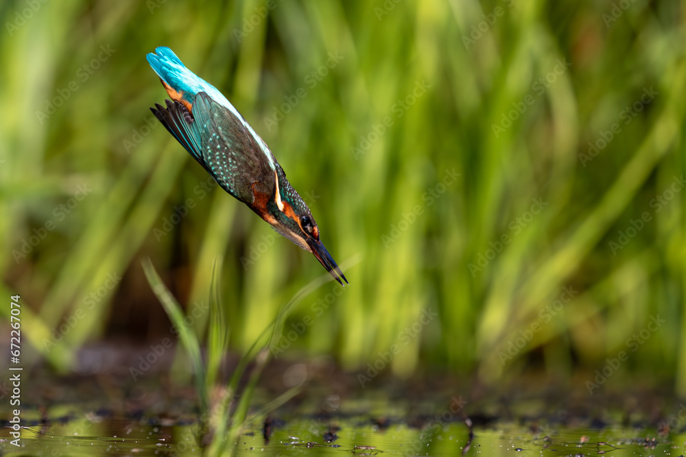 Zimorodek Kingfisher