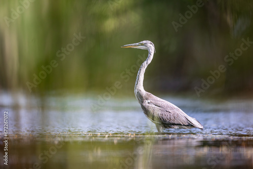 Obraz na płótnie Czapla siwa heron w salonie