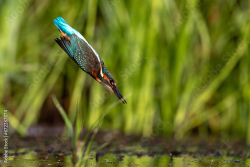Zimorodek Kingfisher