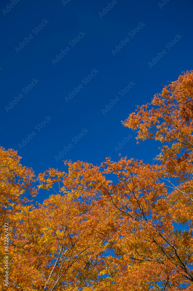 Fototapeta premium 秋晴れと紅葉したケヤキ