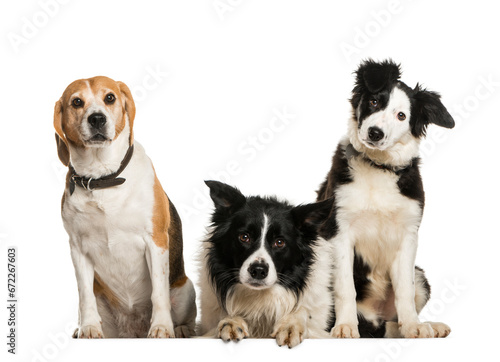 three dogs sitting in the raw, cut out