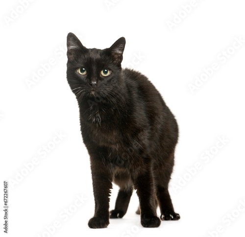 Fototapeta Naklejka Na Ścianę i Meble -  European shorthair cat standing, cut out