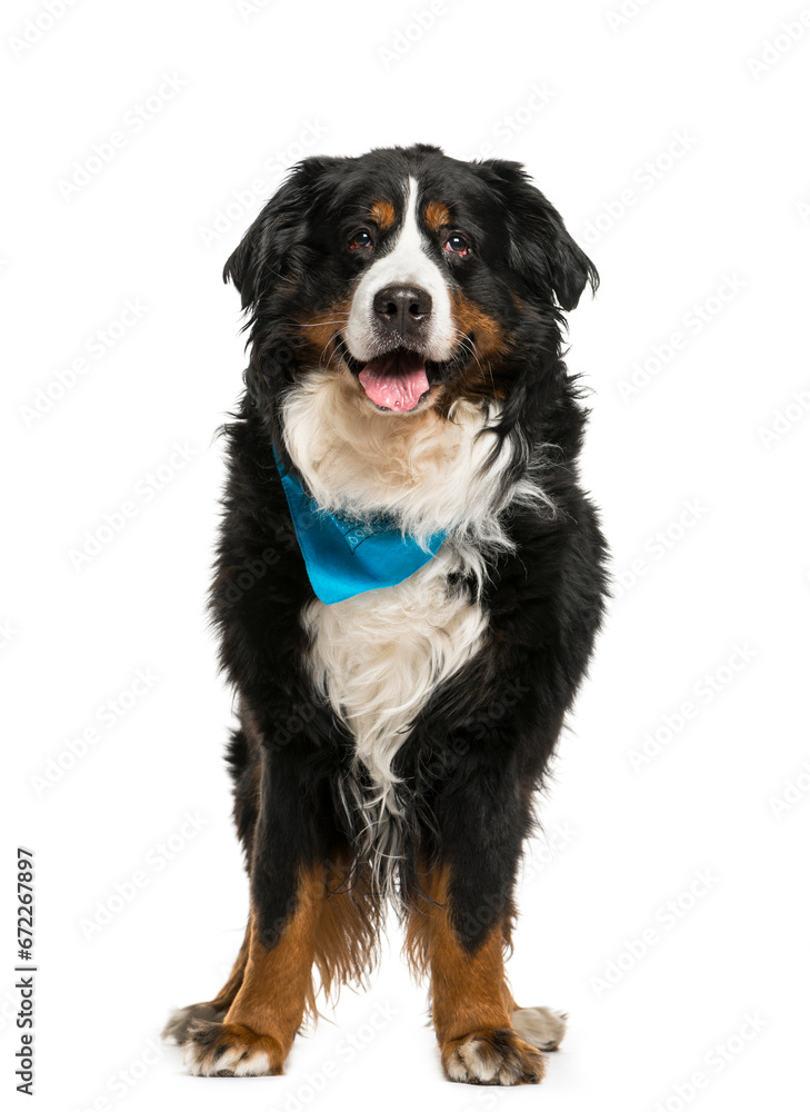 Bernese Mountain Dog wearing a blue scarf, cut out