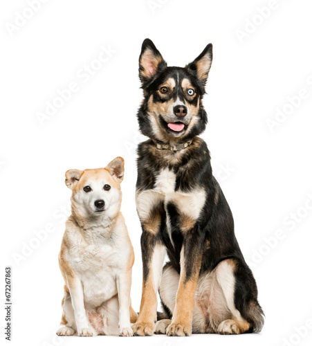 Two Mixed-breed Dogs sitting in front of the camera, cut out