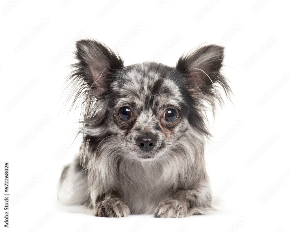 Portrait of a Chihuahua Dog lying down in front, cut out Portrait of a Chihuahua Dog lying down in front, cut out