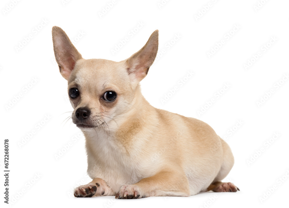 Portrait of a Chihuahua Dog lying down in front, cut out