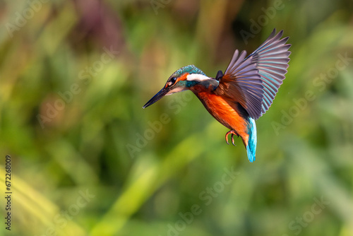 Zimorodek Kingfisher