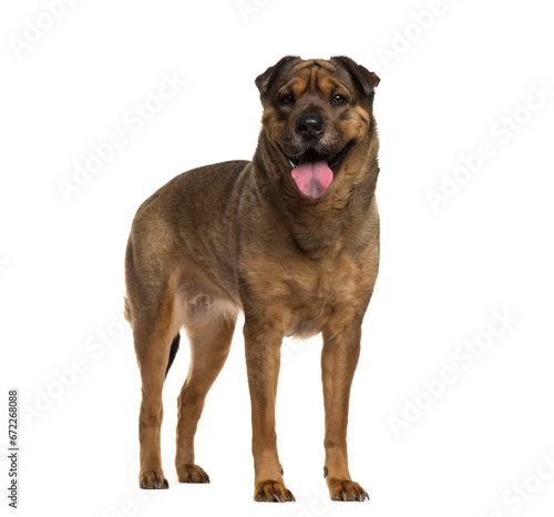 Mixed breed dog standing  cut out