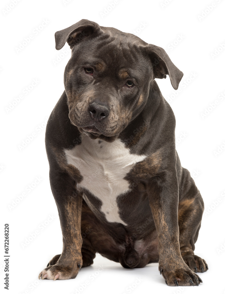 American bully puppy sitting, cut out
