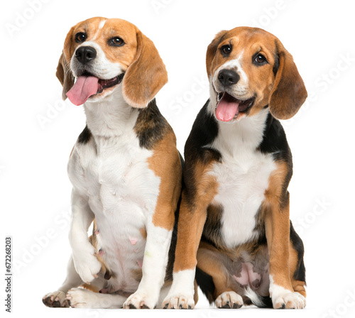 Two panting Beagles dogs sitting together, cut out