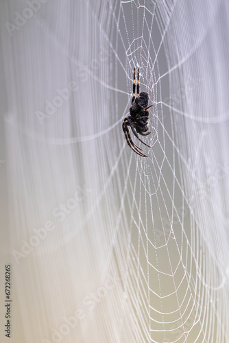 Pająk spider © Mateusz