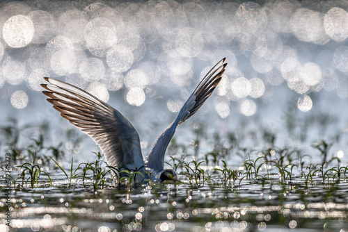 Mewa seagull © Mateusz