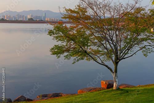 Decorative Chinese maple tree  near the Lake in Yiwu, Zhejiang, China photo