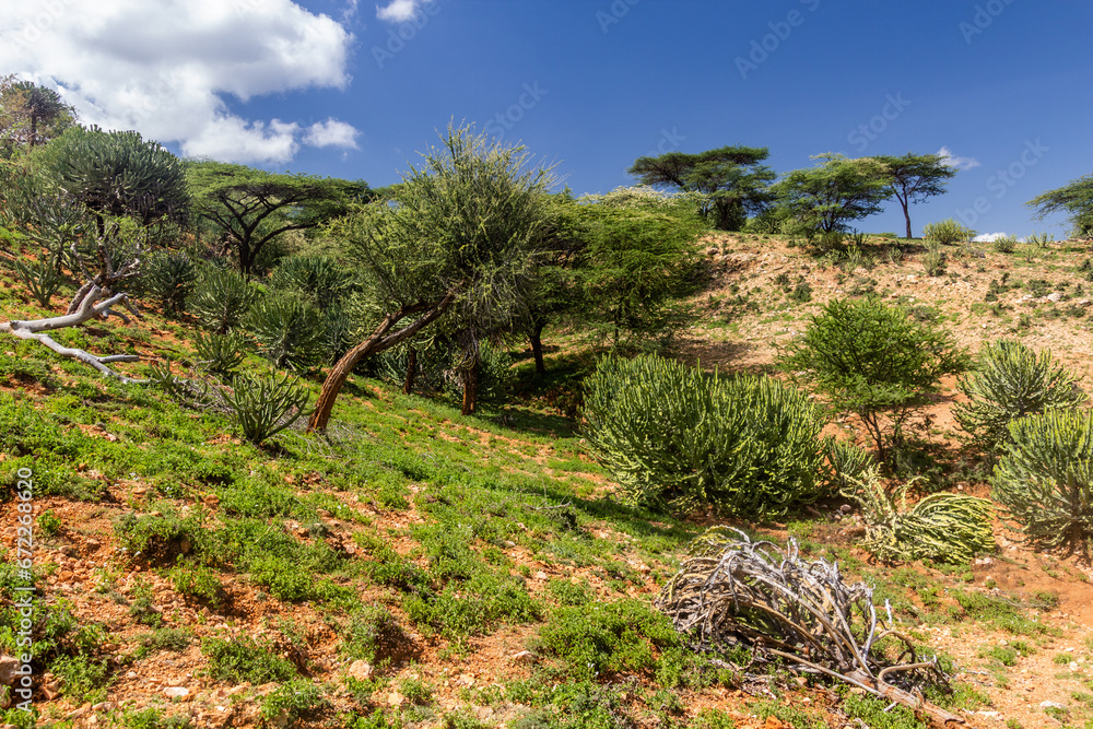 Fototapeta premium Landscape near South Horr village, Kenya