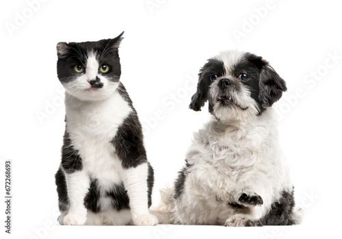 Mixed-breed Dog sitting and looking the camera  Dog  pet  studio photography  cut out