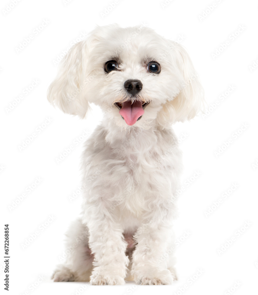 Mixed-breed Dog sitting and looking the camera, Dog, pet, studio photography, cut out Mixed-breed Dog sitting and looking the camera, Dog, pet, studio photography, cut out