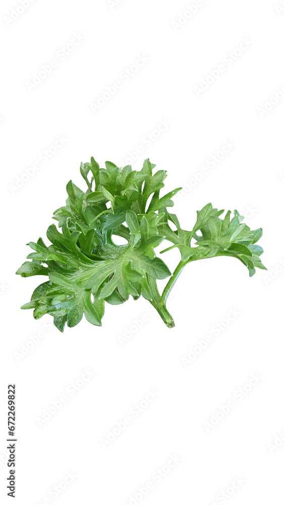 A close up of fresh spring of parsley. A close up of fresh spring of parsley.