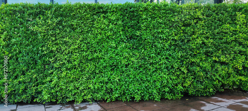 Fence, Tea Crop, Backgrounds, Botany, Bush photo
