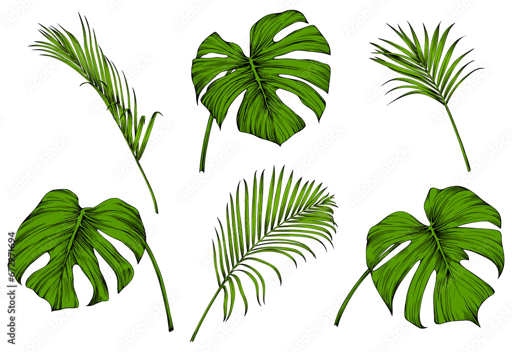 Obraz premium Tropical palm leaf set. Green engraved ink art collection. Isolated leaf illustration element on white background.