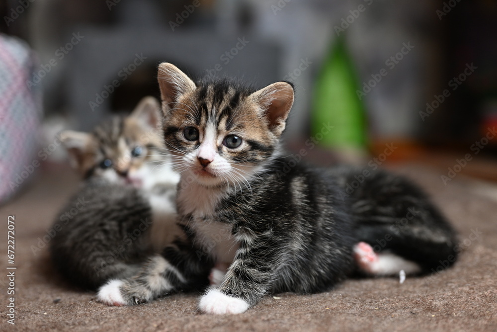 Fototapeta premium cute gray domestic Ocicat cat at home