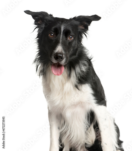 Close-up of a Mixed-breed Dog Looking at the camera  Dog  pet  studio photography  cut out