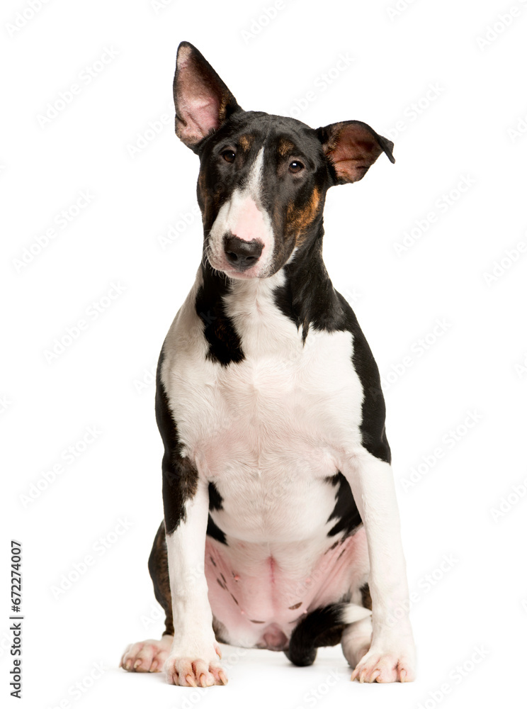 Mixed-breed Dog sitting and looking the camera, Dog, pet, studio photography, cut out