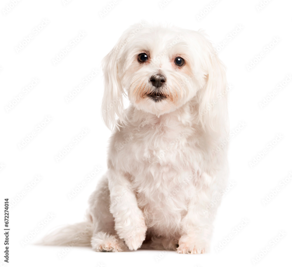 Mixed-breed Dog sitting and looking the camera, Dog, pet, studio photography, cut out Mixed-breed Dog sitting and looking the camera, Dog, pet, studio photography, cut out