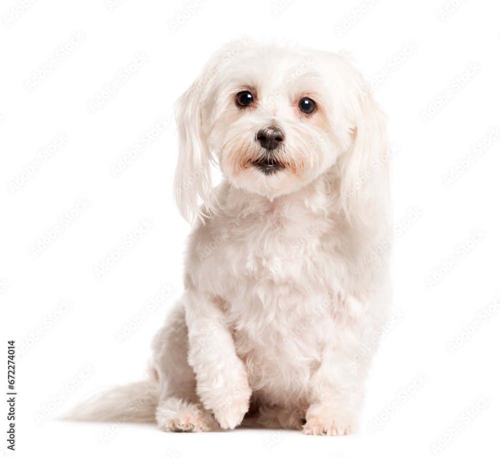 Mixed-breed Dog sitting and looking the camera, Dog, pet, studio photography, cut out