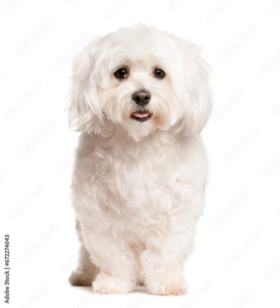 Mixed-breed Dog standing in front of the camera, Dog, pet, studio photography, cut out