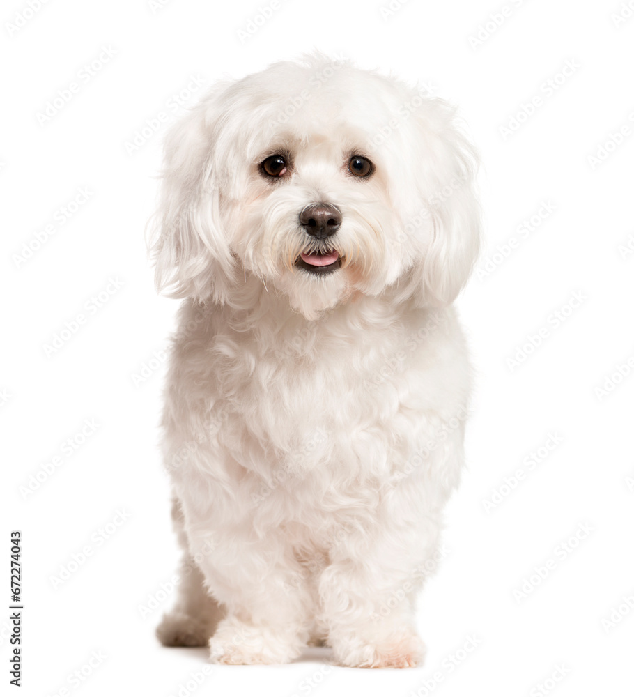 Mixed-breed Dog standing in front of the camera, Dog, pet, studio photography, cut out Mixed-breed Dog standing in front of the camera, Dog, pet, studio photography, cut out