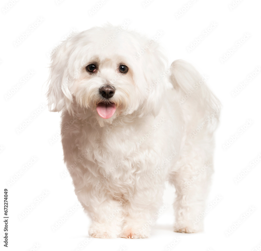Mixed-breed Dog standing in front of the camera, Dog, pet, studio photography, cut out