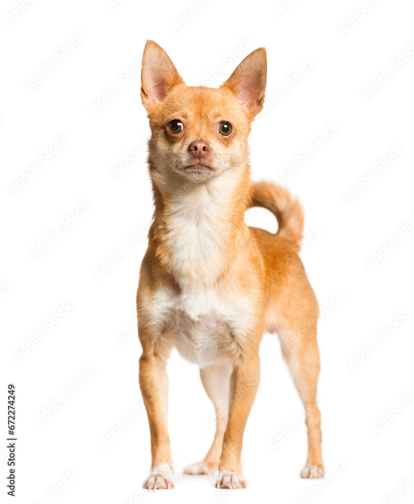 Mixed-breed Dog standing in front of the camera, Dog, pet, studio photography, cut out Mixed-breed Dog standing in front of the camera, Dog, pet, studio photography, cut out