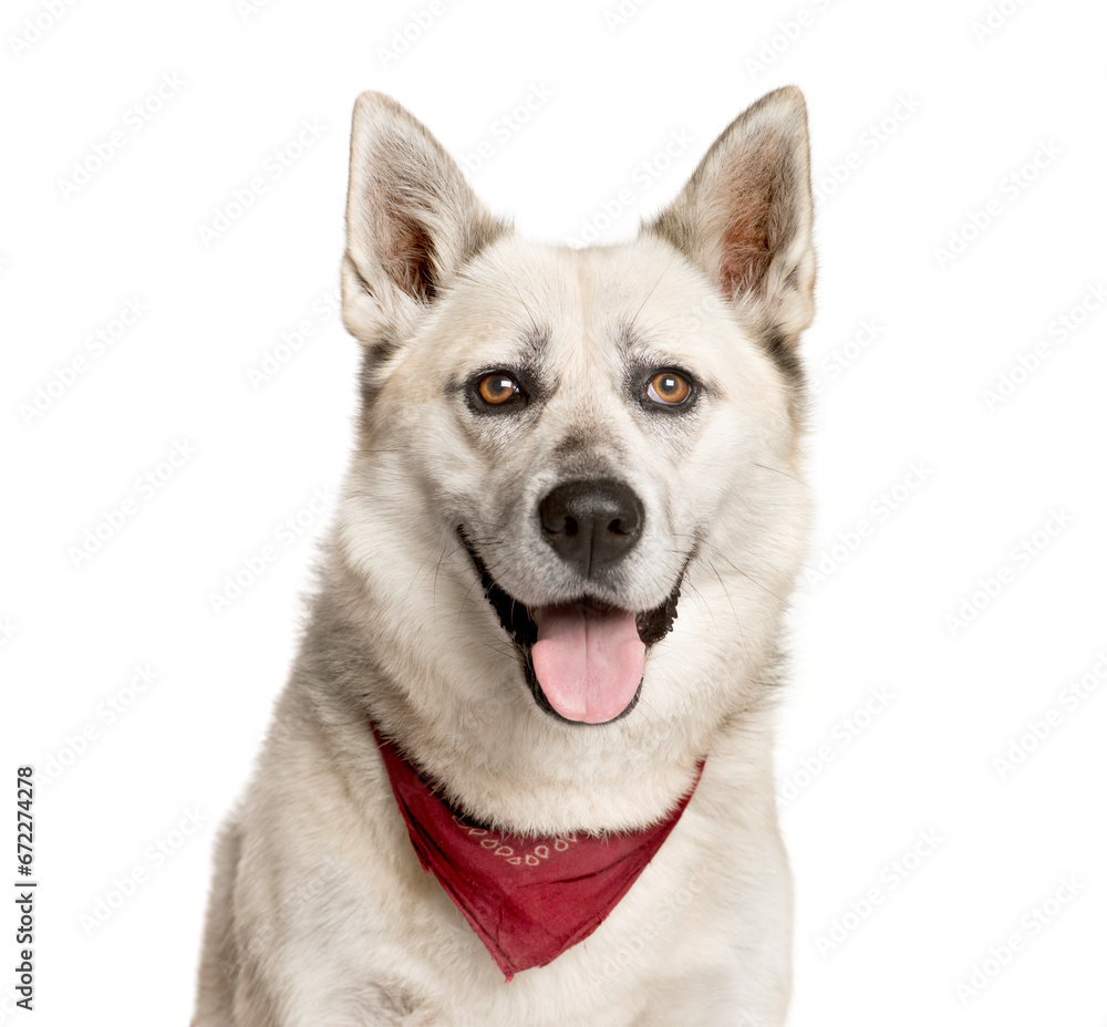 Close-up of a Mixed-breed Dog panting, Dog, pet, studio photography, cut out