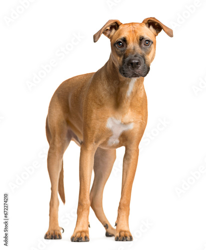 Mixed-breed Dog standing in front of the camera  Dog  pet  studio photography  cut out